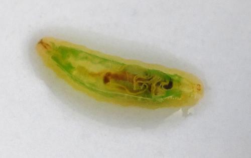Melanostoma sp.